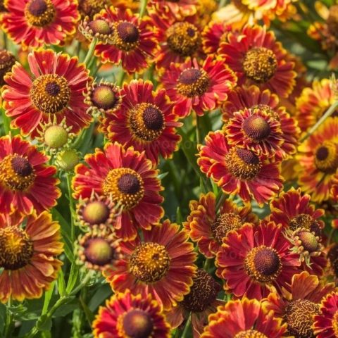 Helenium perennial: photo of flowers in a flower bed, in landscape design