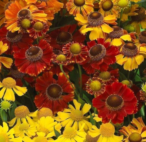 Helenium perennial: photo of flowers in a flower bed, in landscape design