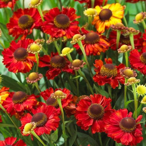 Helenium perennial: photo of flowers in a flower bed, in landscape design