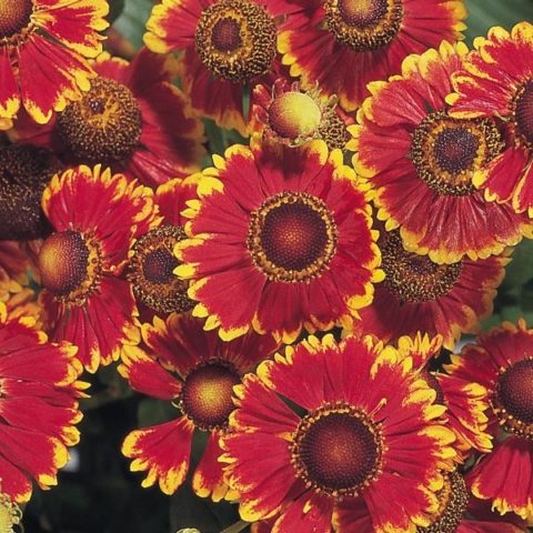 Helenium perennial: photo of flowers in a flower bed, in landscape design