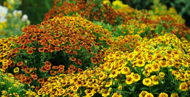 Helenium perennial: photo of flowers in a flower bed, in landscape design