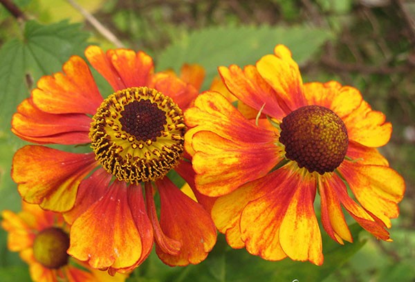 Helenium perennial: photo of flowers in a flower bed, in landscape design