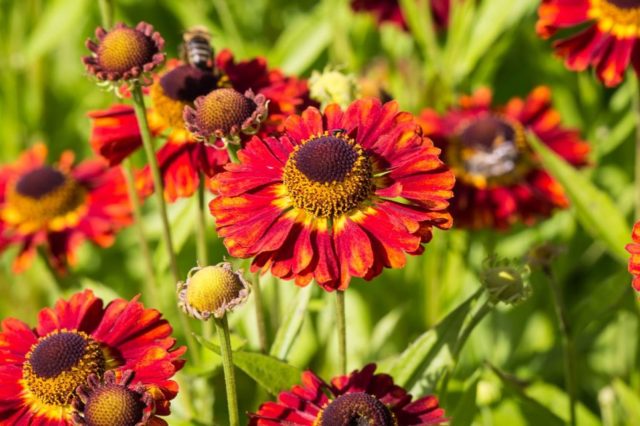 Helenium perennial: photo of flowers in a flower bed, in landscape design