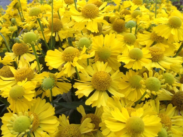 Helenium perennial: photo of flowers in a flower bed, in landscape design