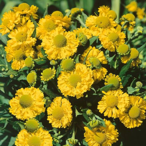 Helenium perennial: photo of flowers in a flower bed, in landscape design