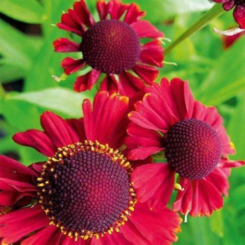 Helenium perennial: photo of flowers in a flower bed, in landscape design