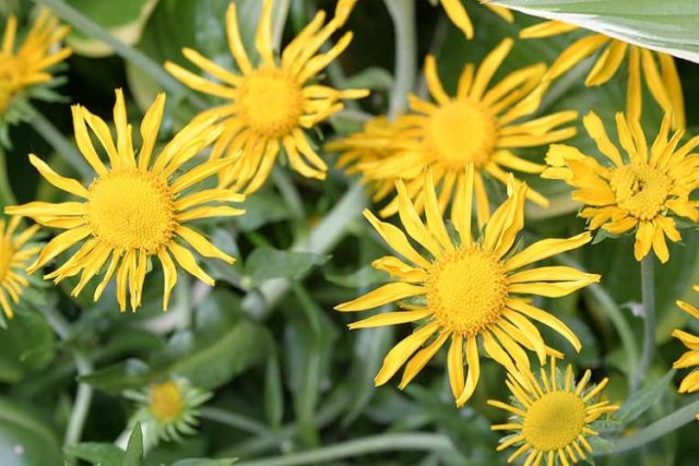 Helenium perennial: photo of flowers in a flower bed, in landscape design