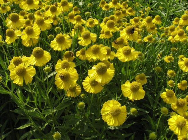 Helenium perennial: photo of flowers in a flower bed, in landscape design