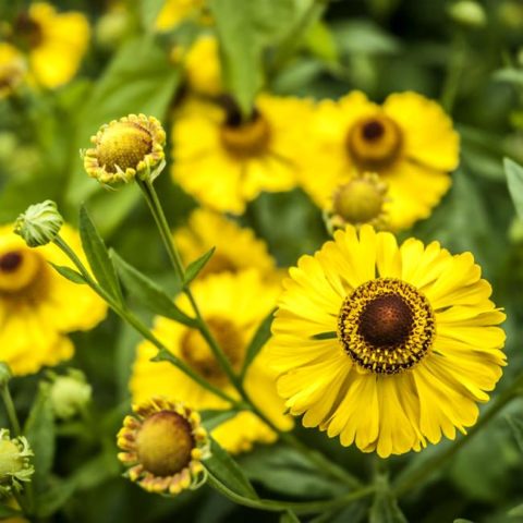 Helenium perennial: photo of flowers in a flower bed, in landscape design