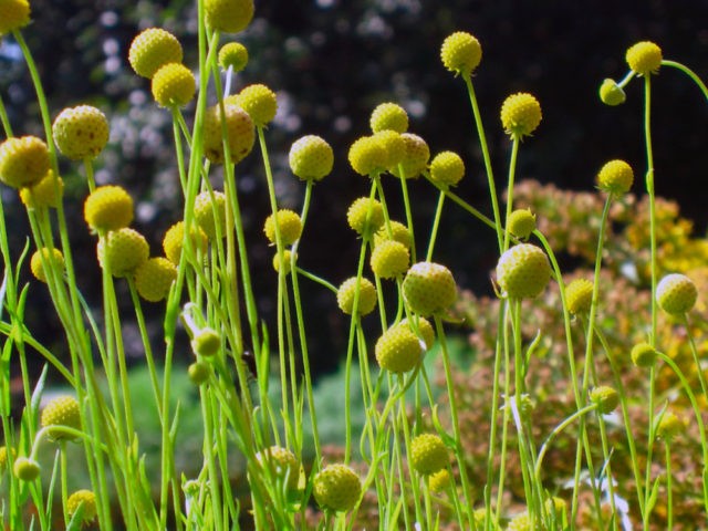 Helenium perennial: photo of flowers in a flower bed, in landscape design