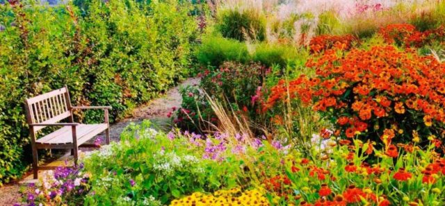 Helenium perennial: photo of flowers in a flower bed, in landscape design