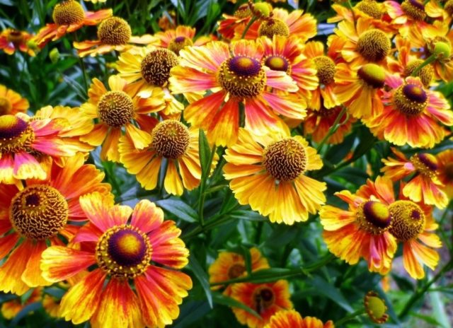 Helenium perennial: photo of flowers in a flower bed, in landscape design