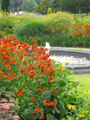 Helenium perennial: photo of flowers in a flower bed, in landscape design