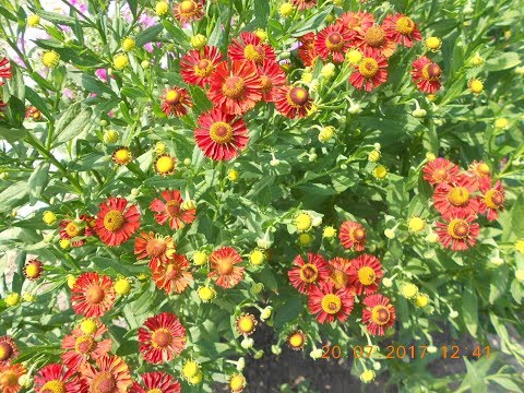 Helenium perennial: photo of flowers in a flower bed, in landscape design