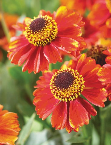 Helenium perennial: photo of flowers in a flower bed, in landscape design