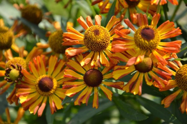 Helenium perennial: photo of flowers in a flower bed, in landscape design