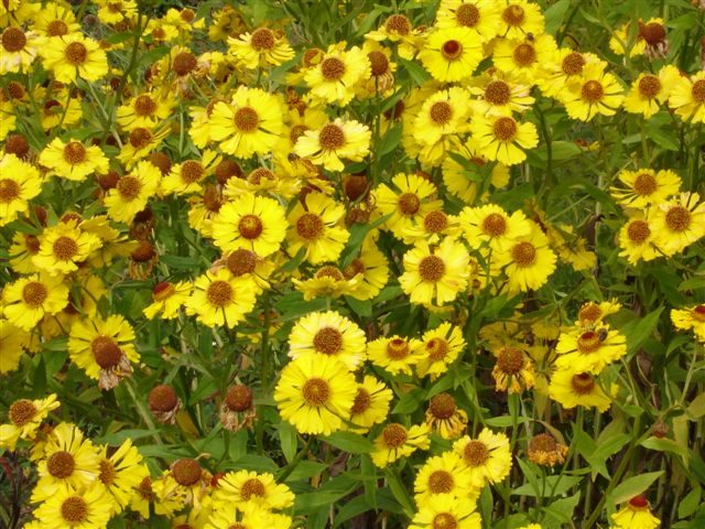 Helenium perennial: photo of flowers in a flower bed, in landscape design