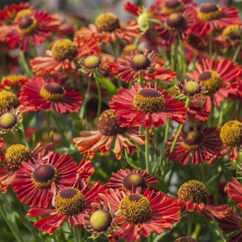 Helenium perennial: photo of flowers in a flower bed, in landscape design