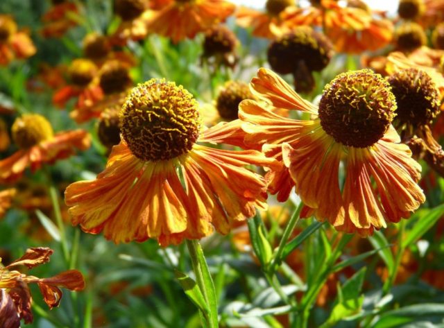 Helenium perennial: photo of flowers in a flower bed, in landscape design