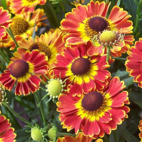 Helenium perennial: photo of flowers in a flower bed, in landscape design