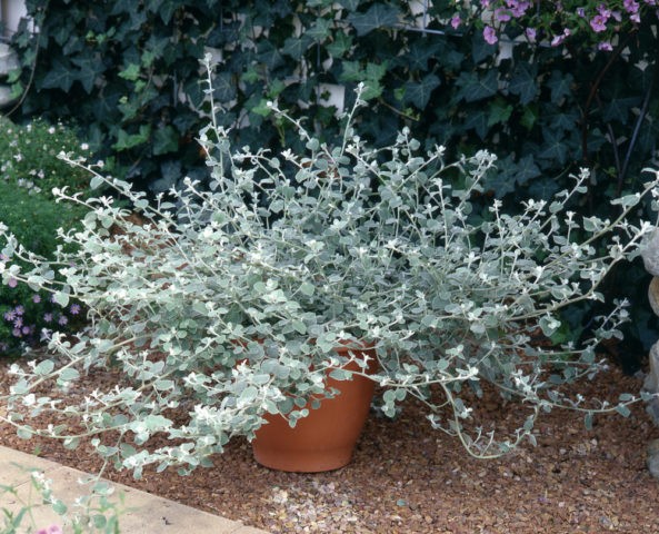 Helichrysum: planting and care in the open field + photo