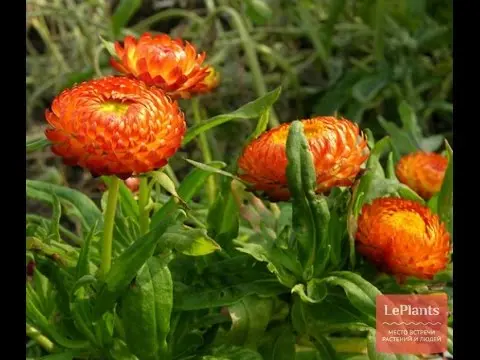 Helichrysum: planting and care in the open field + photo