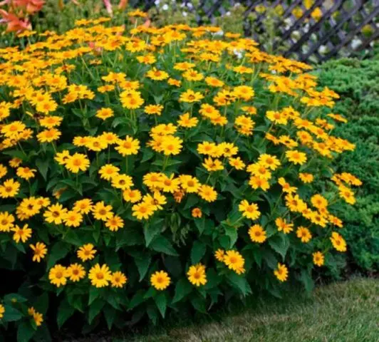 Heliopsis sunflower-shaped, rough: varieties with photos and descriptions