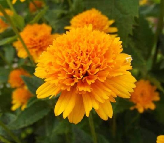 Heliopsis sunflower-shaped, rough: varieties with photos and descriptions