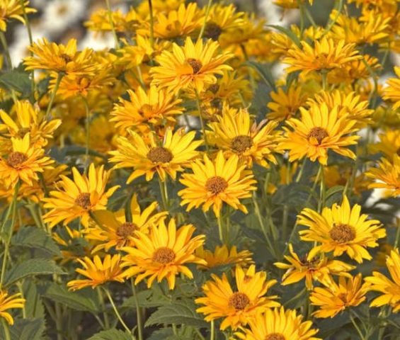 Heliopsis sunflower-shaped, rough: varieties with photos and descriptions