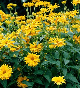 Heliopsis sunflower-shaped, rough: varieties with photos and descriptions