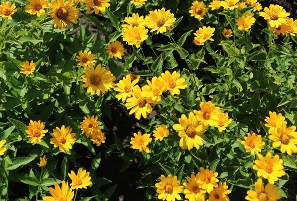 Heliopsis sunflower-shaped, rough: varieties with photos and descriptions