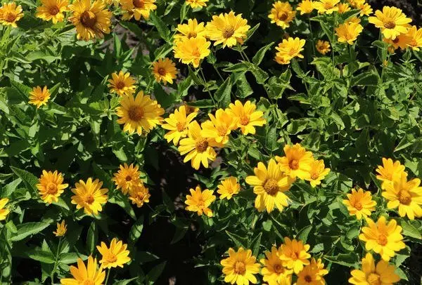 Heliopsis sunflower-shaped, rough: varieties with photos and descriptions