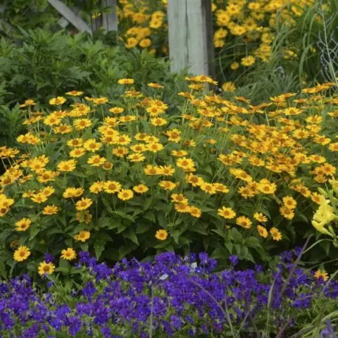 Heliopsis sunflower-shaped, rough: varieties with photos and descriptions