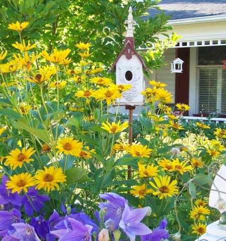 Heliopsis sunflower-shaped, rough: varieties with photos and descriptions