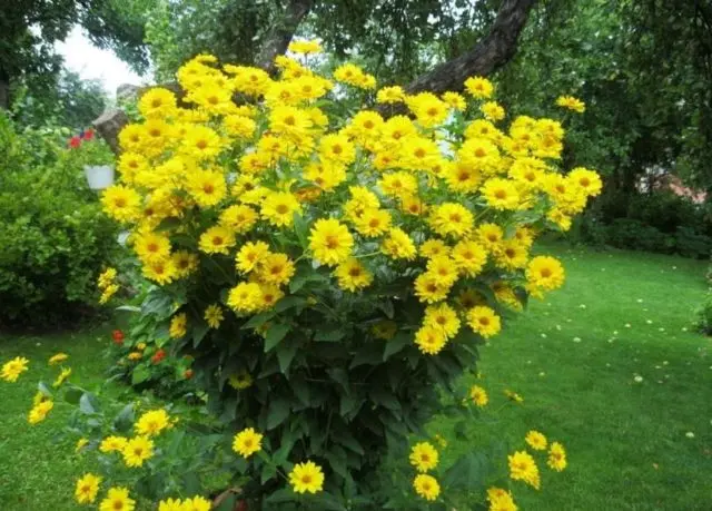 Heliopsis sunflower-shaped, rough: varieties with photos and descriptions