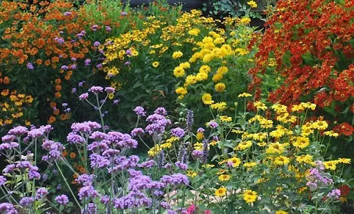 Heliopsis sunflower-shaped, rough: varieties with photos and descriptions