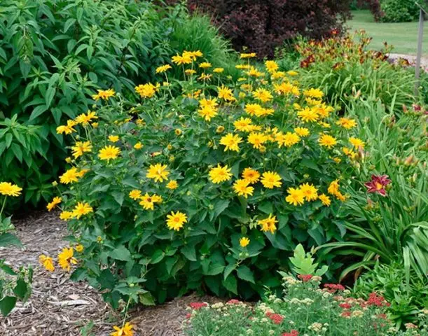 Heliopsis sunflower-shaped, rough: varieties with photos and descriptions