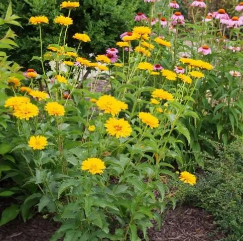 Heliopsis sunflower-shaped, rough: varieties with photos and descriptions