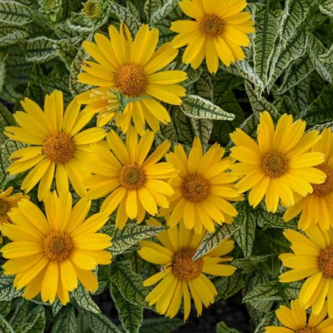 Heliopsis sunflower-shaped, rough: varieties with photos and descriptions