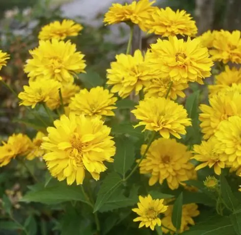 Heliopsis sunflower-shaped, rough: varieties with photos and descriptions