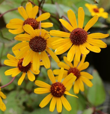 Heliopsis sunflower-shaped, rough: varieties with photos and descriptions