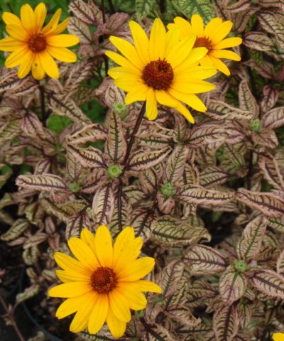 Heliopsis sunflower-shaped, rough: varieties with photos and descriptions