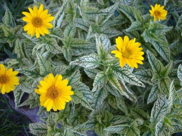 Heliopsis sunflower-shaped, rough: varieties with photos and descriptions