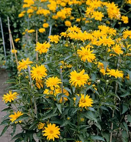 Heliopsis sunflower-shaped, rough: varieties with photos and descriptions