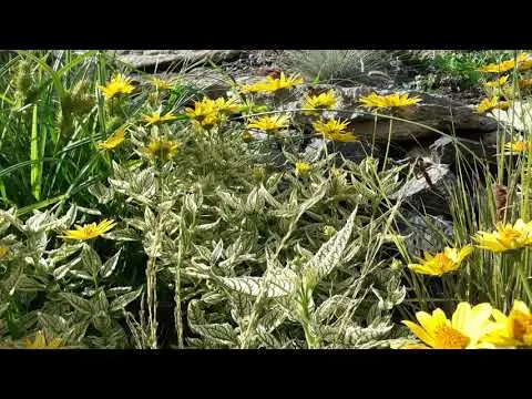 Heliopsis Sunshine: photo + description