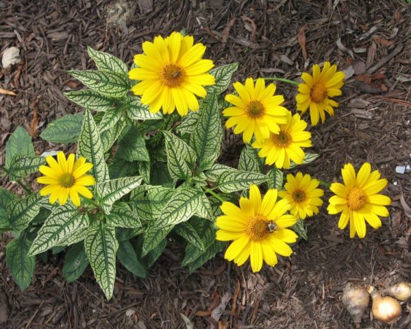 Heliopsis variegated: photo and description, cultivation nuances