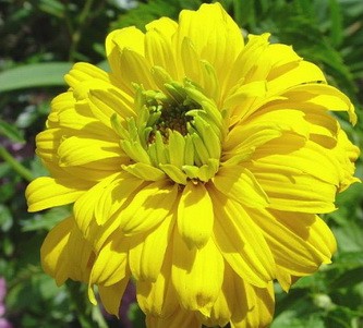 Heliopsis variegated: photo and description, cultivation nuances