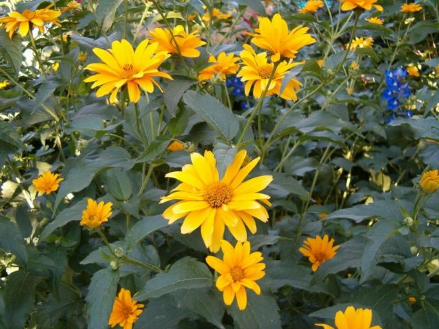 Heliopsis variegated: photo and description, cultivation nuances