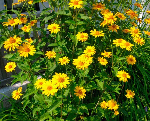 Heliopsis variegated: photo and description, cultivation nuances