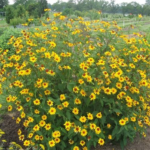 Heliopsis variegated: photo and description, cultivation nuances